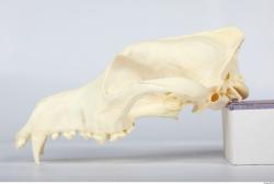 Dog skull